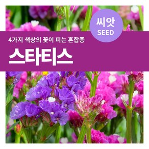 마이플랜트 스타티스 허브 씨앗 350립, 1개