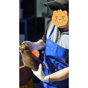 급랭 무늬오징어 키로급 빅사이즈 횟감용 활어상태 시메 후 급속냉동 천중어, 1개, 횟감용 1미 800G