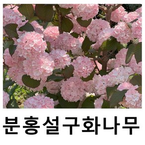 분홍설구화나무 묘목 핑크오데마리 3치포트 포트묘, 1개