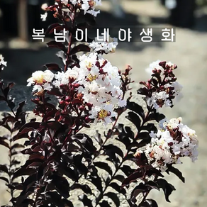 자엽배롱 블랙펄 화이트 [1포트 복남이네야생화 모종 백일홍 배롱나무 crape myrtle]