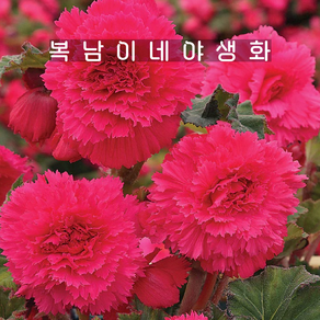베고니아 카네이션핑크 [1개 복남이네야생화 핌프리아타 러플 begonia], 1개