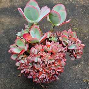 [수암다육] 줄리아철화 단품 Echeveia 'Julia' f. cistata 다육 다육이 다육식물 국민다육 333, 1개