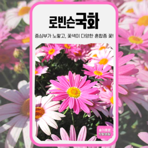 로빈슨국화 70립 세계 25년 로빈슨국화씨앗, 1개