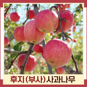 사과나무 묘목 후지 부사 R3cm 결실주(분) 1개