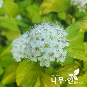 [나무인] 황금중산국수나무 5개 포트묘