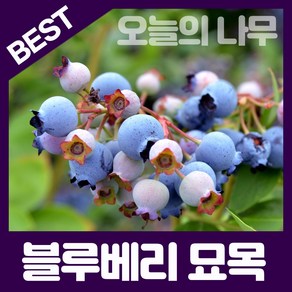 합리적 가격의 우수한 블루베리묘목(레카 M7 블루클랍 스타(남부종) 블루크럽 등), 메도우락(배양묘), 1개