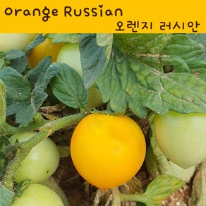 오렌지 러시안 Oange Russian 희귀 난쟁이 수경재배토마토 교육용 체험용세트