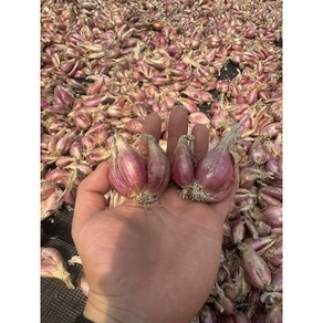 [조촌육묘장]쪽파종구 500g 만추 쪽파씨앗 쪽파씨, 1개