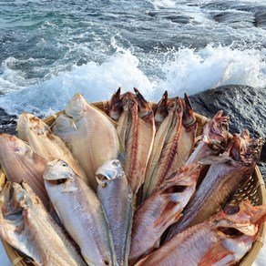 속초 (산지직송) 반건조생선 골라담기 임연수 볼락 참돔 민어 열기 가자미 우럭 고등어 양미리 박대 서대 구이 말린, 옵션03. 반건조 서대/박대, 1개