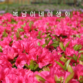 아잘레아 아비오 [2포트 복남이네야생화 모종 철쭉 진달래 azalea], 2개