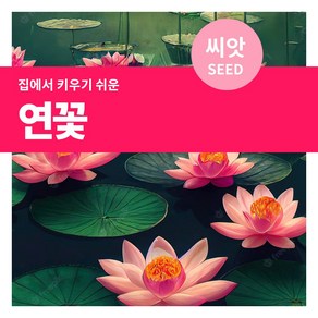 마이플랜트 연꽃 꽃씨 씨앗 10립