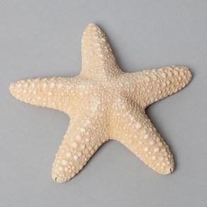 [엠디자인] 불가사리 12~13cm