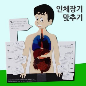 인체장기맞추기(5인용), 1개