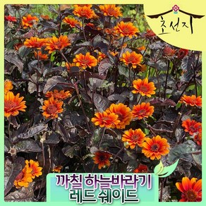 [초선지] 까칠하늘바라기 레드 쉐이드 5치 헬레옵시스 숙근 식재, 레드쉐이드
