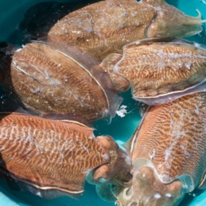 방금 조업한 국내산 싱싱한 활 생물 갑오징어 1kg Squid, 1박스, 생물 갑오징어1kg(4~7미)