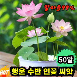 [발아율99%] 관상용 행운 수반 연꽃 씨앗 혼합형, 50알