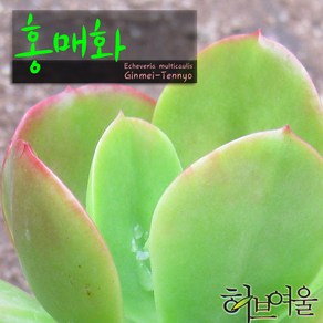 허브여울다육 홍매화 지름 9cm 소품 다육화분, 5개