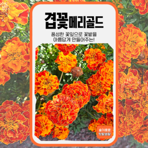 겹꽃 메리골드 씨앗 30립 세계종묘 종자 모종 씨 야생화 꽃씨 일반종 금잔화, 1개