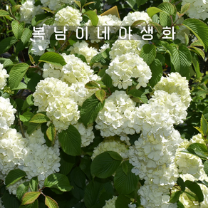 설구화 흰꽃 오데마리 [1포트 복남이네야생화 모종 꽃나무 viburnum]