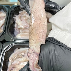 [더자인] 쫄깃하고 담백한 총알한치, 1개, 1kg (30~46미)