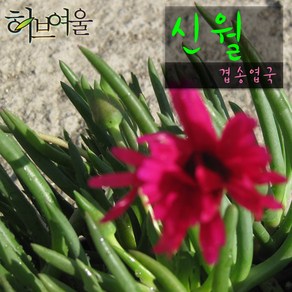 [허브여울송엽국] 신월(신려) (겹송엽국/노지월동) 지름 9cm 소품다육화분, 1개