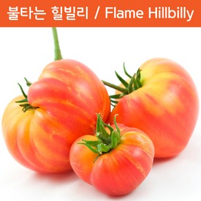 불타는힐빌리 Flame Hillbilly 달콤한 희귀토마토 교육체험용 세트, 1개