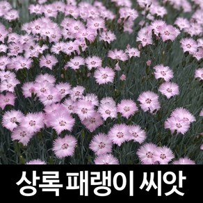 상록패랭이 씨앗 패랭이 씨앗 꽃씨 dianthus 500알