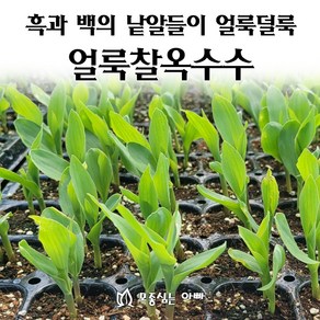 [모종심는아빠] 흑과 백의 낱알들이 얼룩덜룩 얼룩찰옥수수 모종, 12개, 모종포트