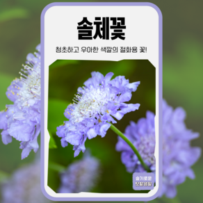 솔체꽃 씨앗 20립 세계종묘 종자 모종 씨 꽃씨 야생화 일반종 노지월동 스카비오사, 1개