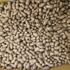 [숙희장터] 햇 마씨앗 24년 안동마 채취 특상품 1 2 3 5kg, 1박스, 마씨앗 2kg