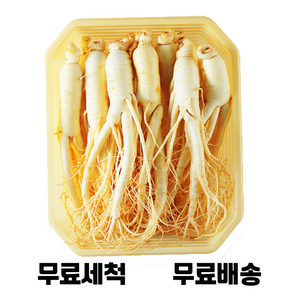 [청년프레쉬] 금산 세척 인삼 200g-750g 수삼 담금주 간식선물 삼 삼계탕 오쿠용 난발삼 5년근 6년근 홍삼, 500g, 삼계삼(원삼), 1개