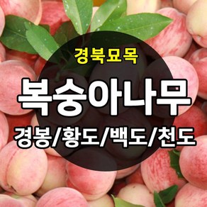 [경북농원] 복숭아나무 접목묘 특선 (경봉/백도/황도/천도/신비), 신비복숭아 접목  상묘, 1개