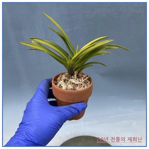 [재희난]금루각 250311-03, 1개