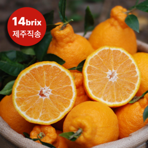 14bix 당도선별 제주 한라봉 산지직송, 1개, 가정용 2kg