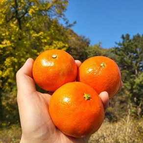 [산지직송]제주 프리미엄 고당도 홍매향 홍미향 동백향, 1박스, 2kg중과(16-24과)