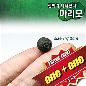 피알피쉬 오리지날 마리모 [약 1cm] 1+1, 1개
