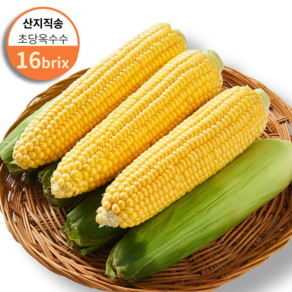 [아침수확] 달콤한 햇 초당옥수수 중품, 1개, 20개