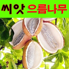 으름나무 씨앗 (20립)