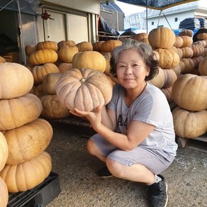 국내산 늙은호박 맷돌호박 멧돌호박 둥근호박 할로윈 중탕용, 늙은호박 3kg이상, 1박스