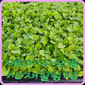 모종이야기 영아자 (미나리싹) 모종 105구트레이모종판 수량대로 잘라서 보내드려요, 35개