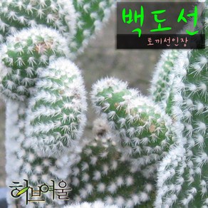 [허브여울선인장] 백도선 (토끼선인장) 지름 9cm 소품다육화분 (상토와 마사만 사용), 1개, 백도선소품