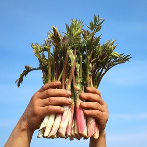 당일수확 강원도 땅두릅 제철 봄나물 산나물 두릅, 1개, 1kg