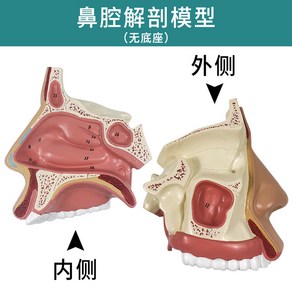 인체모형 비강모형 구비강 이비인후 해부학 병원용 교육용 사람 단면 골격, 비강 해부 단품, 1개