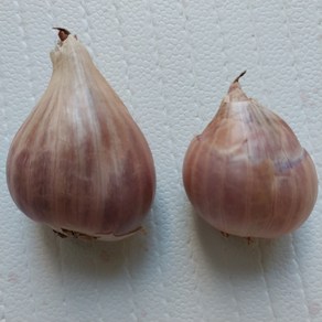[무안농수산] 국내산 쪽파종구 쪽파종근 쪽파씨앗 쪽파씨// 1KG, 1개