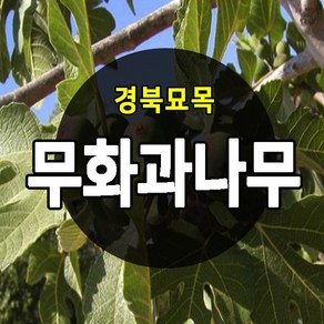 [경북농원] 무화과나무 바나넷 망고무화과 2-3년 특묘목 판매중, 바나넷 무화과 2년생 상묘, 1개, 무화과