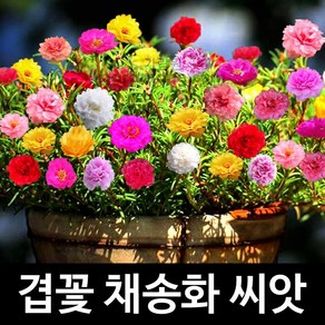 겹꽃 채송화 씨앗 겹채송화 종자 꽃씨 야생화 1000알