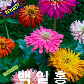 (희귀씨앗) 백일홍 캑터스(Zinnia Cactus) 10립, 1세트