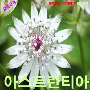 팝플라워 아스트란티아 (Astrantia) 씨앗10립