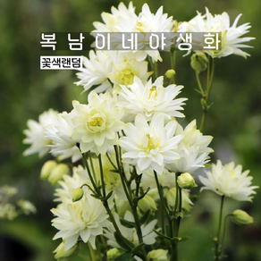 겹매발톱 클레멘타인 [4포트 복남이네야생화 모종 으아리 매발톱꽃 aquilegia], 4개