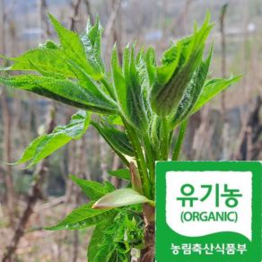 [쿠팡입점특가] 산지발송 특상품선별 자연산 엄나무순, 1박스, 500g